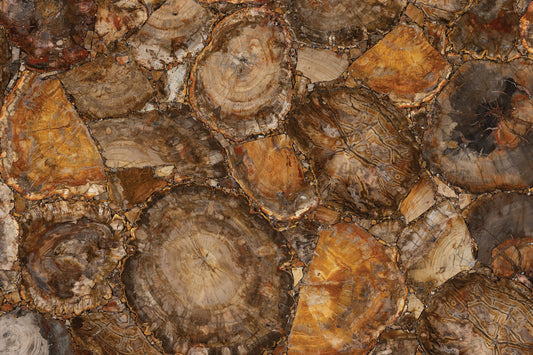 Stone Plus India Brown Petrified Wood