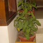 opulent homes planters in yellow jaisalmer marble