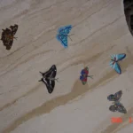 stone plus india marble inlay wall mural butterflies