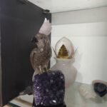 The Dusk Watcher - Smoky Quartz Bird on Amethyst Base